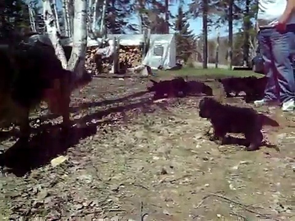 Long Coated German Shepherd Puppies 5 weeks, For Sale, Kypuce Kennel