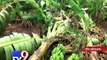 Farmers face massive losses as rain wreaks havoc on crops - Tv9 Gujarati