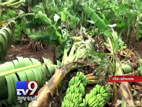 Farmers face massive losses as rain wreaks havoc on crops - Tv9 Gujarati