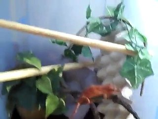 Some basic gargoyle gecko Care