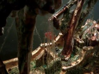 Meu aquário (em construção ainda)