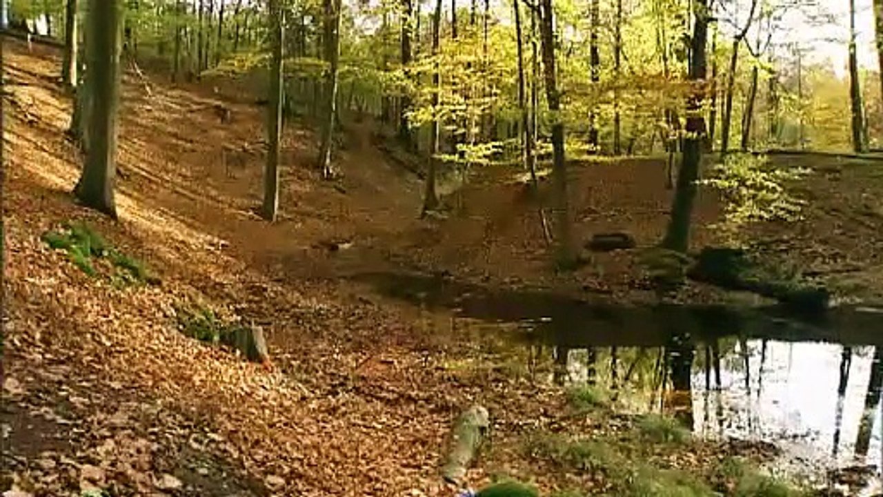 Different mushrooms in a beech forest