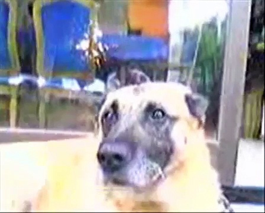 Dog Dancing Video....Cane che balla e parla