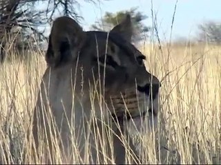 Lions in Love, Kgalagadi South Africa
