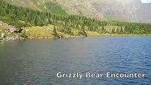 Grizzly Bear Encounter Glacier National Park, Montana 9-14-2013