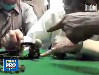 Pui de "extraterestru", prins in cursa de soareci! Real alien baby found in Mexico!