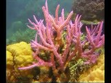Diving - Great Barrier Reef 2008