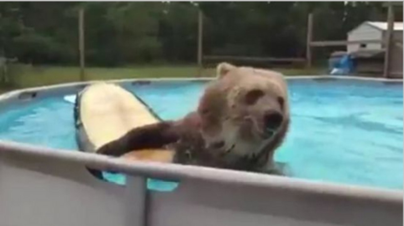 Bear Cooling Off In A Swimming Pool Is So Funny!
