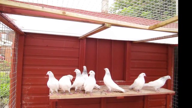 PAKISTANI PIGEONS 2012