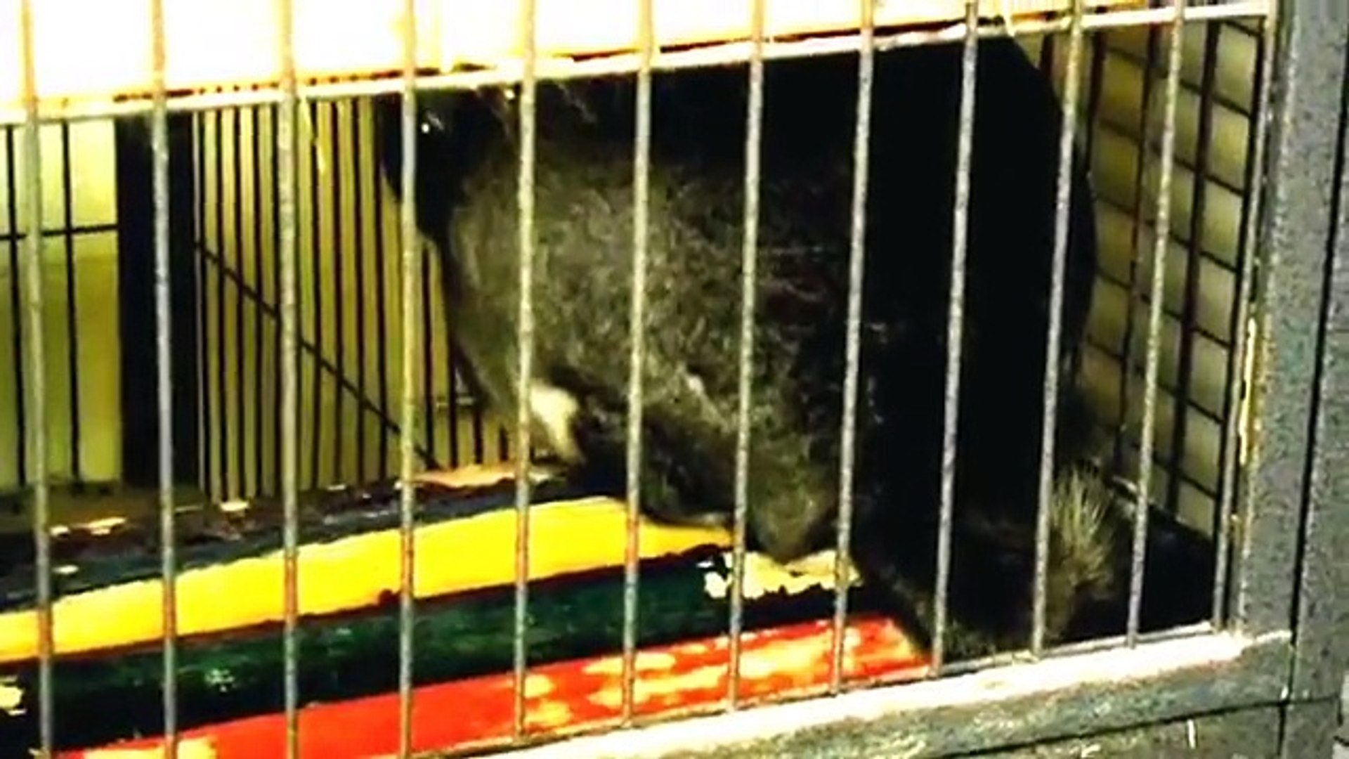 A Day In The Life Of A Chinchilla - Speedy