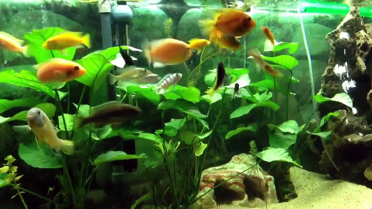 Assorted African Cichlids jack Dempsey