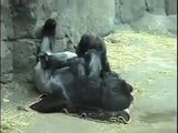 Franklin Park Zoo Father and Daughter Gorillas on Exhibit