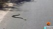 Un serpent black mamba n'arrive pas à avancer sur la route