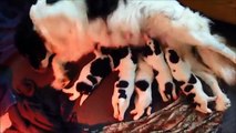 Landseer puppies' first 12 weeks