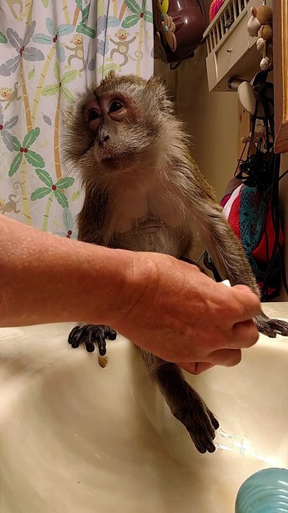Cute monkey grooms and event brushes his teeth!