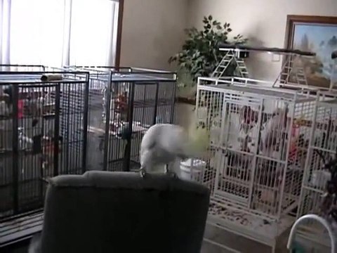 Un perroquet fan de Queen danse comme un fou - Another one bites the dust!!!!!