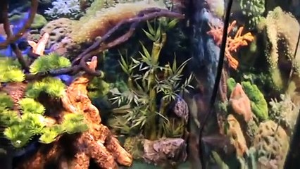Whites Tree Frog Setup