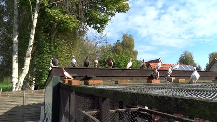 VDS op hokbezoek in Friesland okt 2014