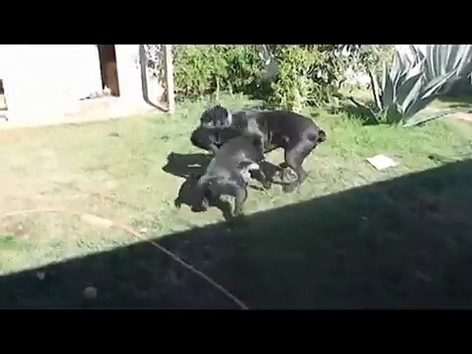 Cane Corso  " Italian Mastiff "