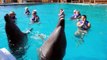 Nado con Delfines en Vallarta Adventures