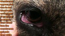 Dog Coughing Blood:Rodent Poison