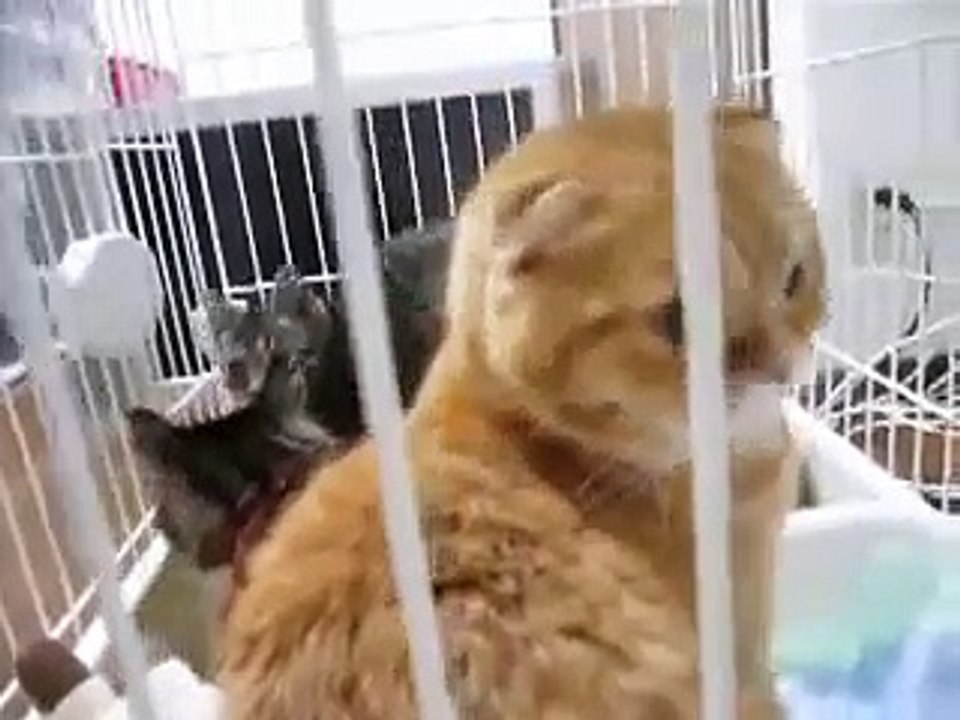 子猫達が捕獲された動画