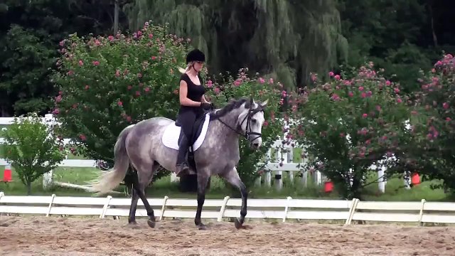 Hunter/Eventing/Endurance/Jumper Prospect Schooling 2nd Level Dressage Thoroughbred/Arab Mare