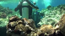 Nice scuba dive at blue hole (bells)  Dahab, Egypt