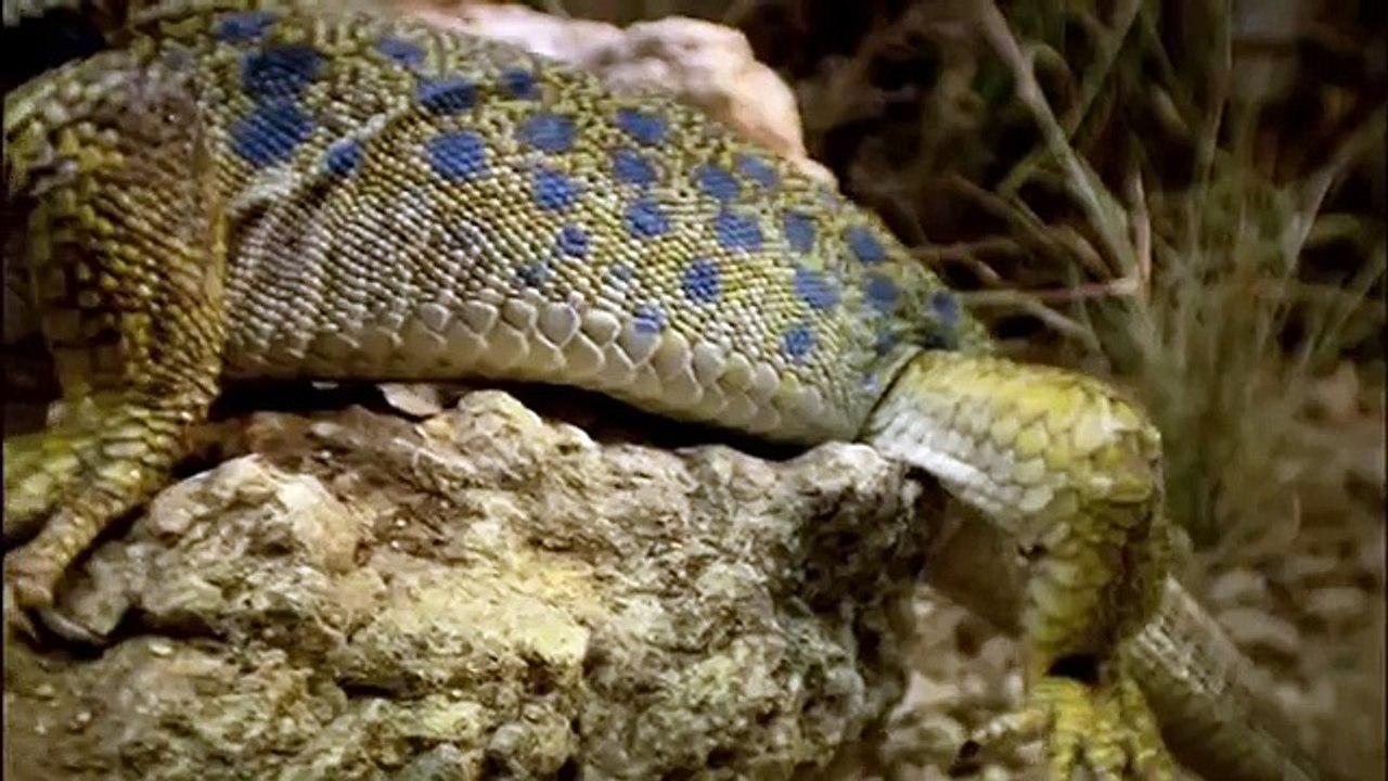 lagarto ocelado