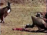 Jackals fighting and Vulture fighting off Jackal.