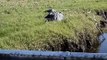 Huge Florida Alligator Hissing at Tourists!!!