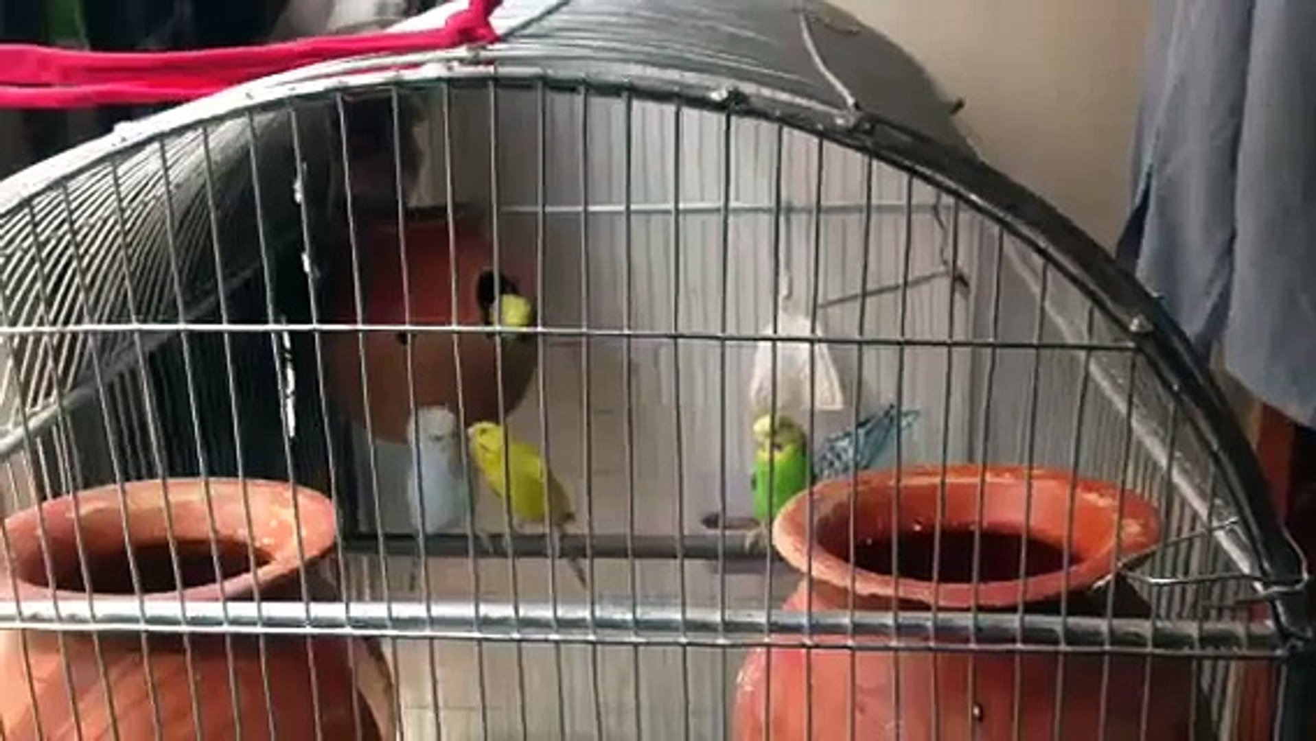 Birds in Home,Love birds
