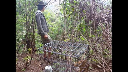 Melepas kucing hutan (Prionailurus Bengalensis)