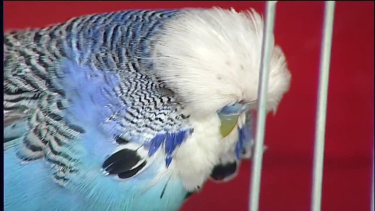 Willie Dokter Budgerigars