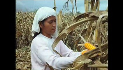 Global Adoption of Biotech Crops