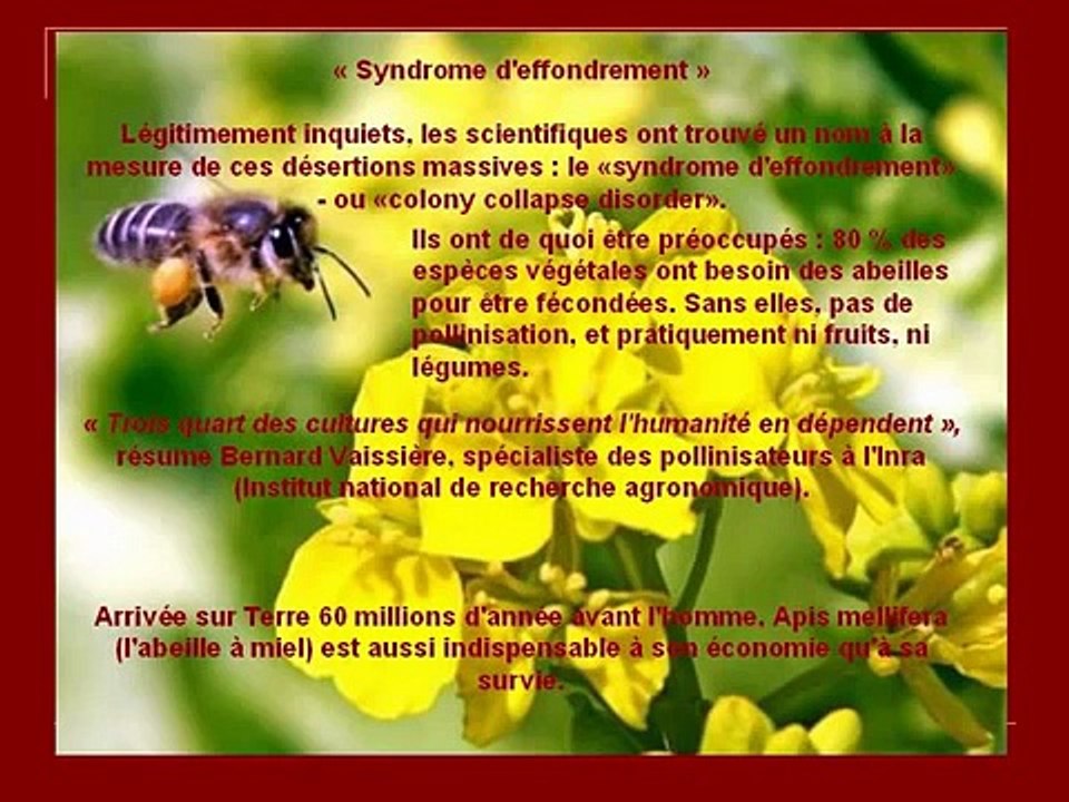 la mort des abeilles