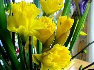 Lei Áurea, Brilhante Lei Natural Racional, Salve! 13 de Maio.flv