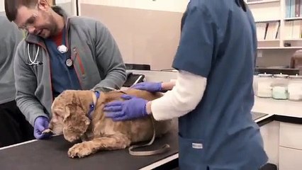 Facts on Cancer, the leading cause of death in older cats and dogs