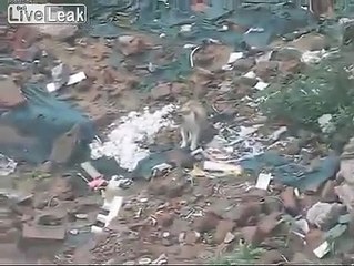 【中国】猫を水溜りにつけてイジメる男女 -fuck china