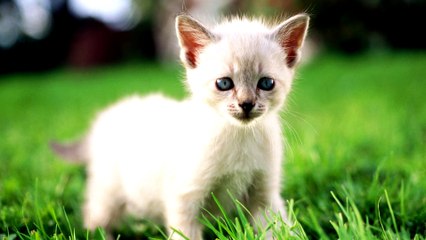 Top  cute kitten ( Самые милые котята)