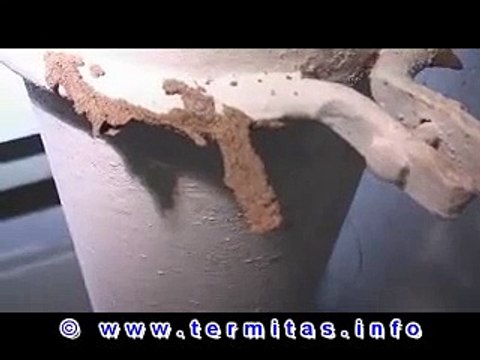 Termitas Subterráneas II (Termites)