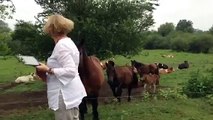 The horses, cows and donkeys of Krapje, Lipovljani, Plesmo