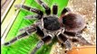 Our pet tarantulas