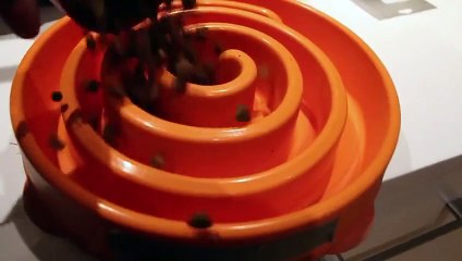 Découvrez le timelapse de ces chiots qui courent vers leur gamelle