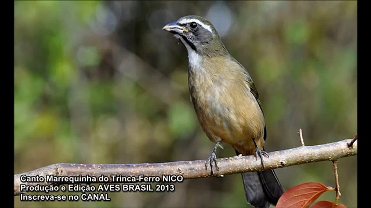 Canto Marrequinha do trinca-ferro Nico