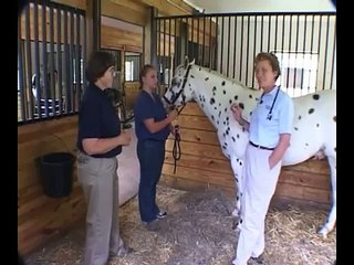 Respiratory System: Physical Examination of the Horse