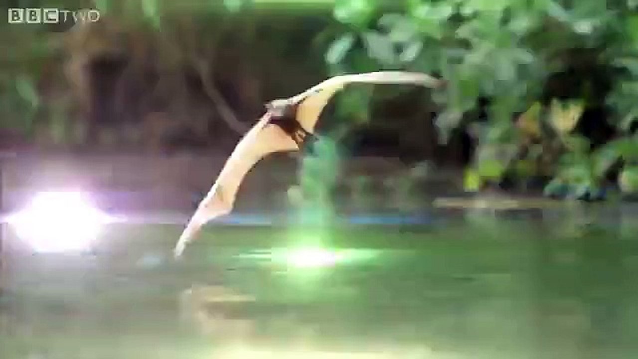 Des chauve-souris combattent des crocodiles