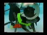 Harry's Practice Amazing animals - Scuba diving dog