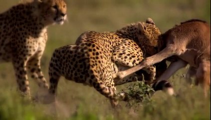 Belgesel - Büyük Göçler