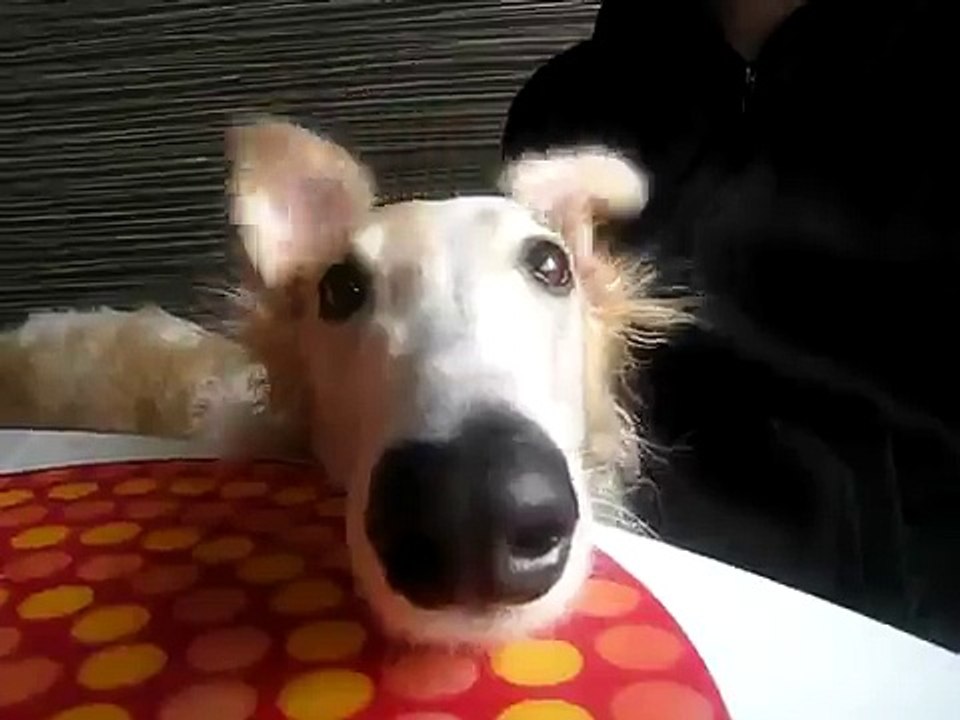 VIDEO Ce chien fait bouger ses oreilles
